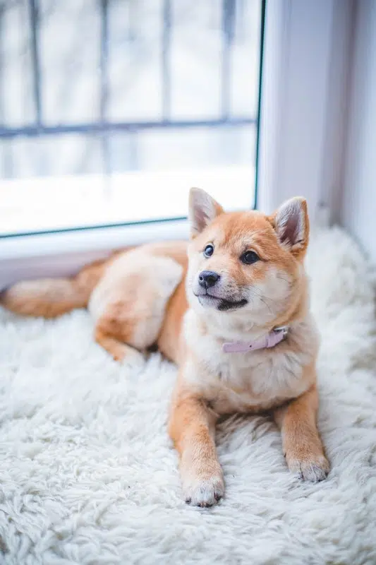 7 Essential Supplies To Get Before You Adopt A Dogṣ