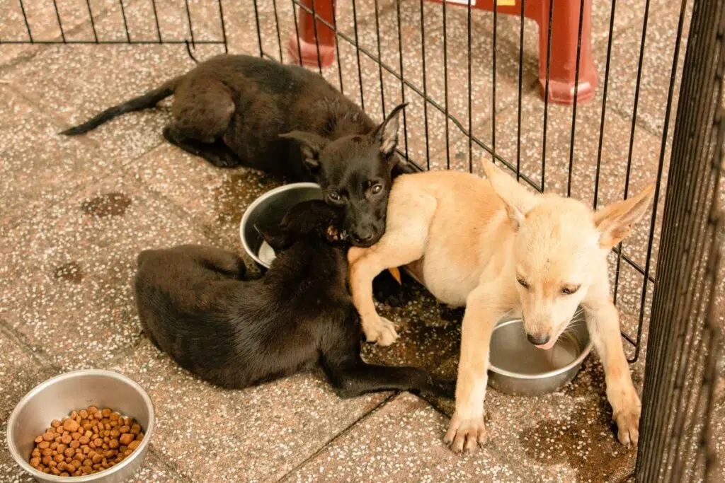 7 Essential Supplies To Get Before You Adopt A Dogṣ