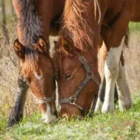 8 Things You Can Do To Improve Your Horse's Life
