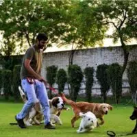 How To Become A Dog Trainer