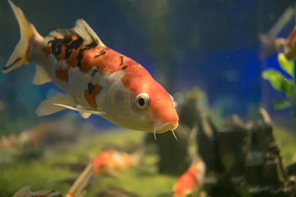 How To Design A Home Aquarium For Koi Fish