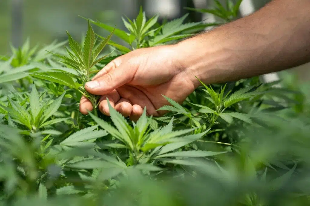 A Complete Guide On Hemp And Using CBD