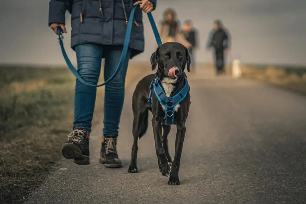 How Do No-Pull Dog Harnesses Work? 