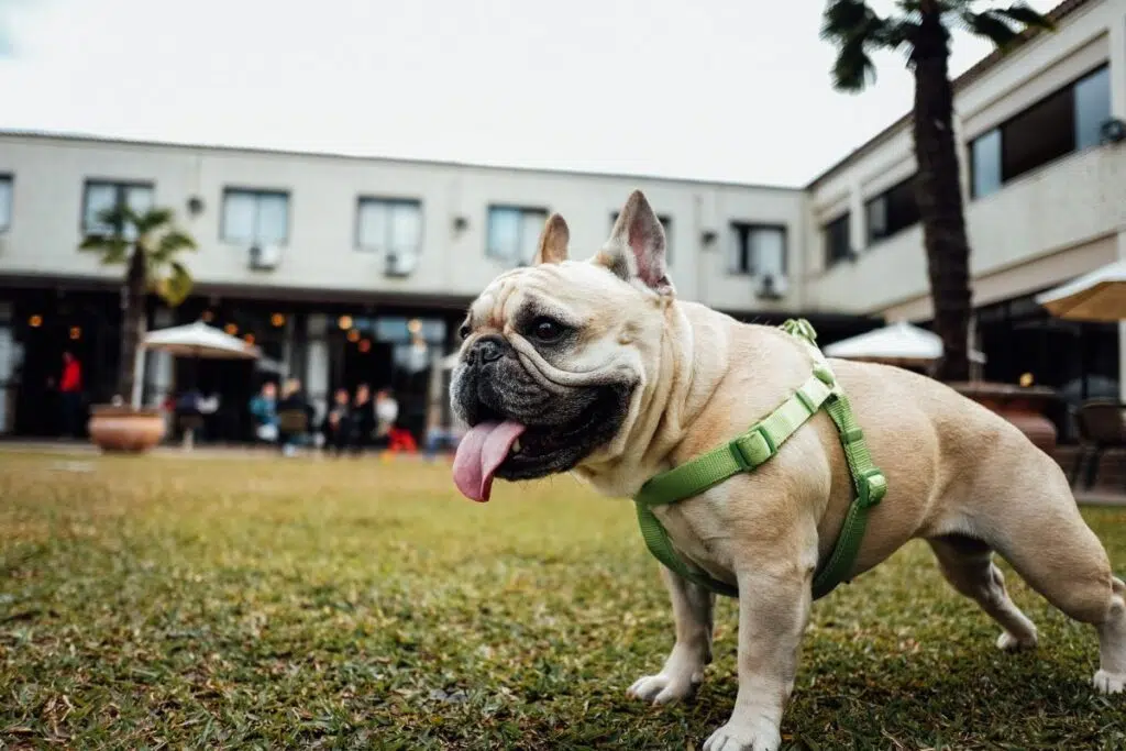 How Do No-Pull Dog Harnesses Work?