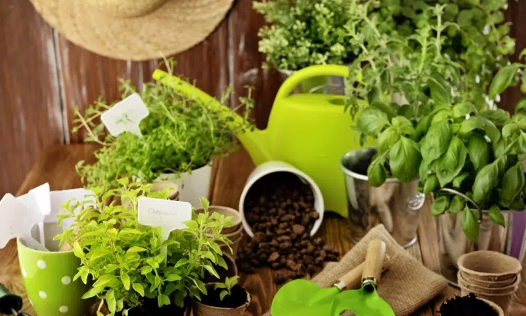 Conserving Water: Maintaining Your Garden Without Using Too Much Water