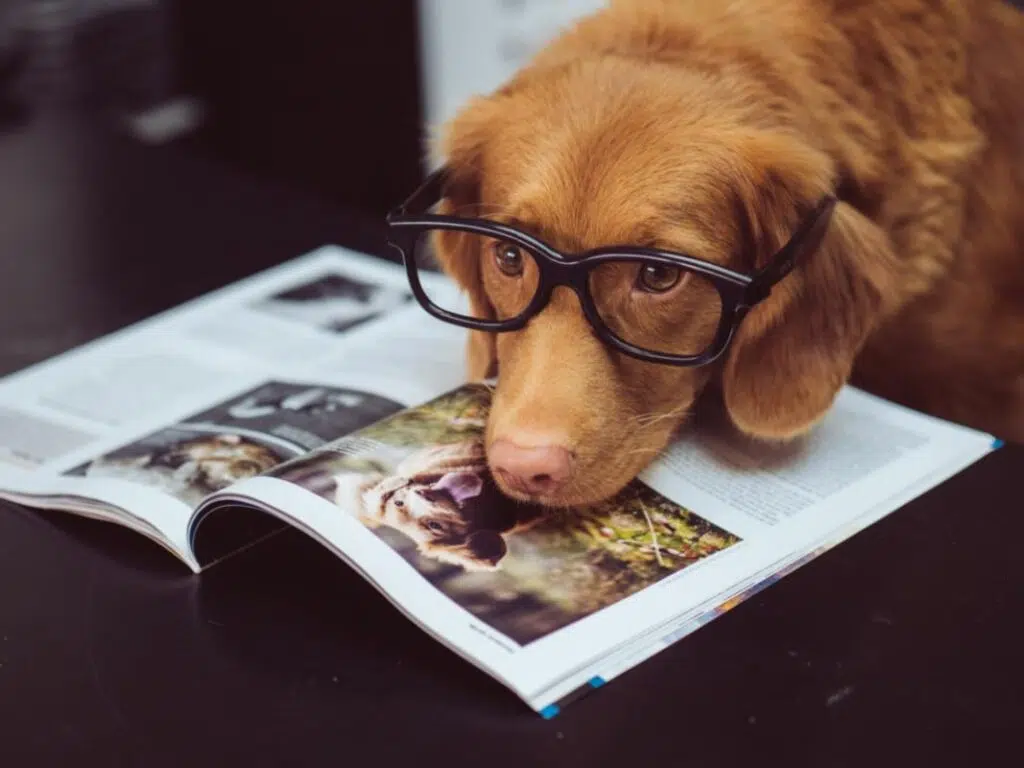 Extend Your Dog&rsquo;s Life: Five Ways To Help Your Dog Live Longer