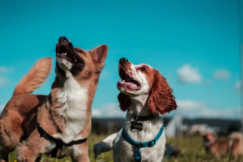 Extend Your Dog&rsquo;s Life: Five Ways To Help Your Dog Live Longer