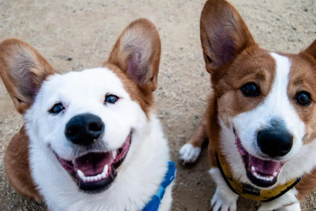 Extend Your Dog&rsquo;s Life: Five Ways To Help Your Dog Live Longer