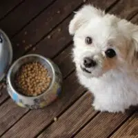 Should I Feed My Puppy Wet Or Dry Food?