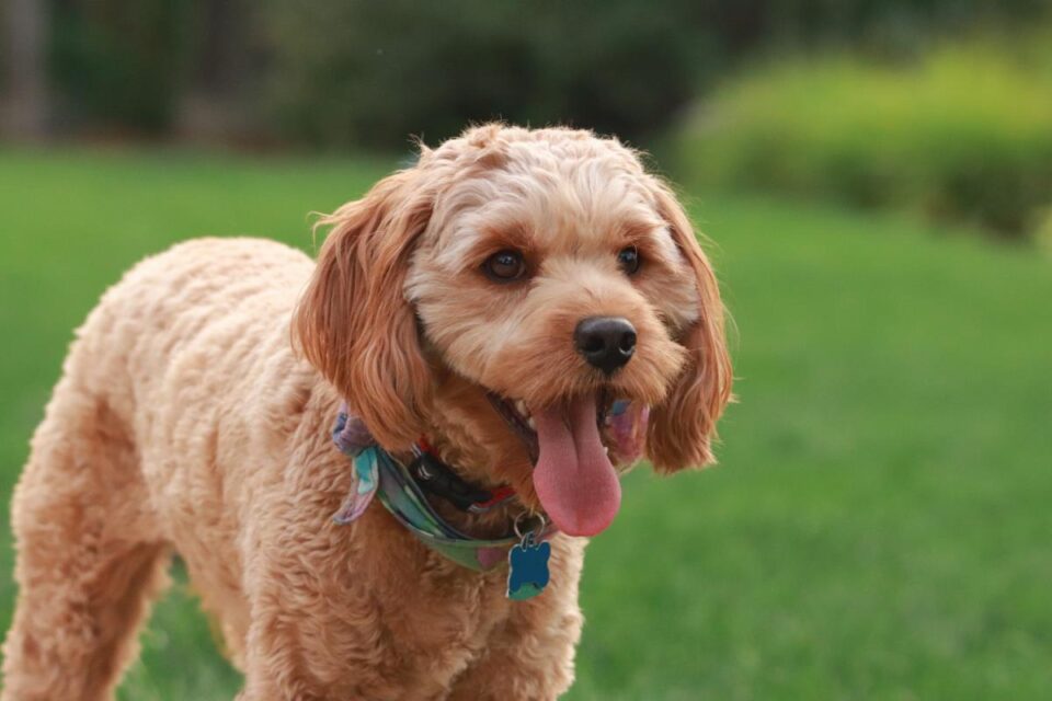 The Ultimate Guide Cavoodle Dog Breed — free download