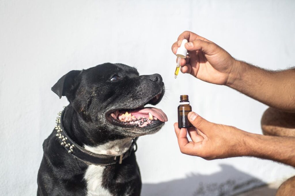 Essential Oils To Keep Fleas Away From Your Pets