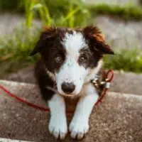 Make Sure To Buy These 6 Items Before Getting A Dog