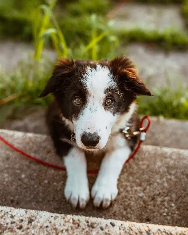 Make Sure To Buy These 6 Items Before Getting A Dog