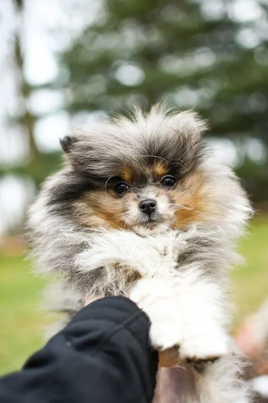 Make Sure To Buy These 6 Items Before Getting A Dog