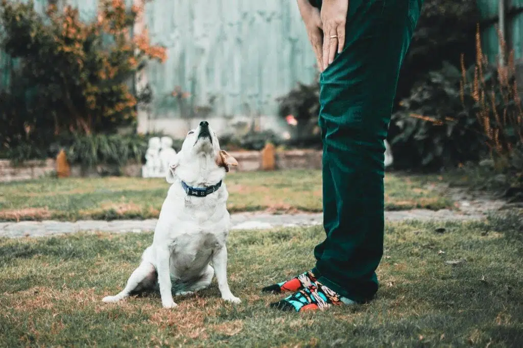 Make Sure To Buy These 6 Items Before Getting A Dog