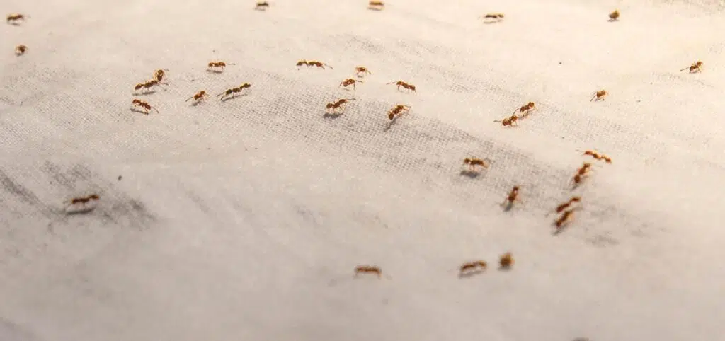 Top Tips To Avoid Pests At Your Home