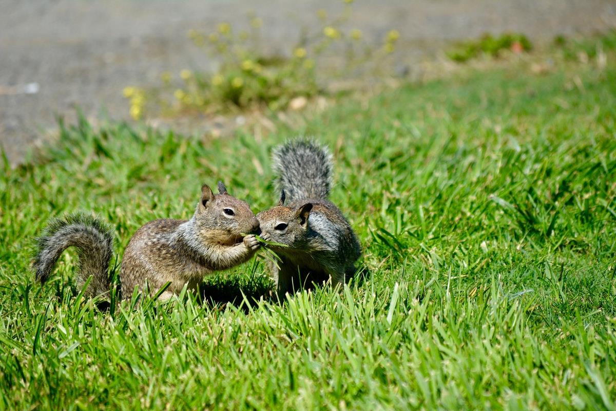 How Can Squirrels Damage Your Garden And The Safest Ways To Remove Them