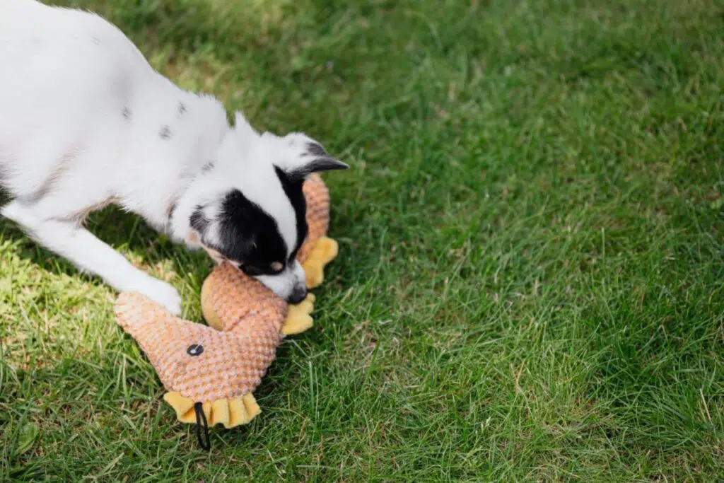 How To Buy And Use CBD Salve To Help Your Dog