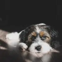 How To Buy And Use CBD Salve To Help Your Dog