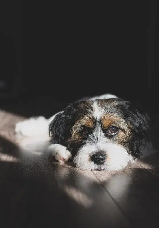 How To Buy And Use CBD Salve To Help Your Dog