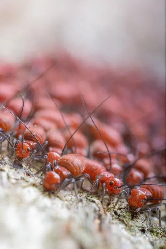 Make Sure You Take The Right Steps Toward Termite Prevention