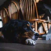 What To Do When Your Dog Has Allergies