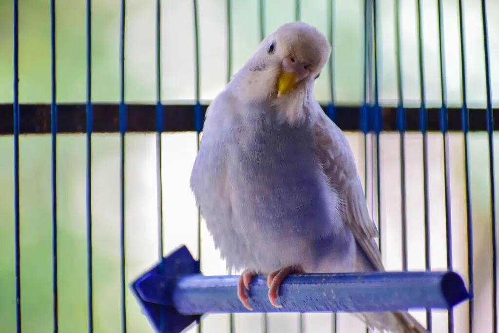5 Tips To Take Care Of Your Bird&rsquo;s Health