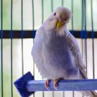 5 Tips To Take Care Of Your Bird’s Health