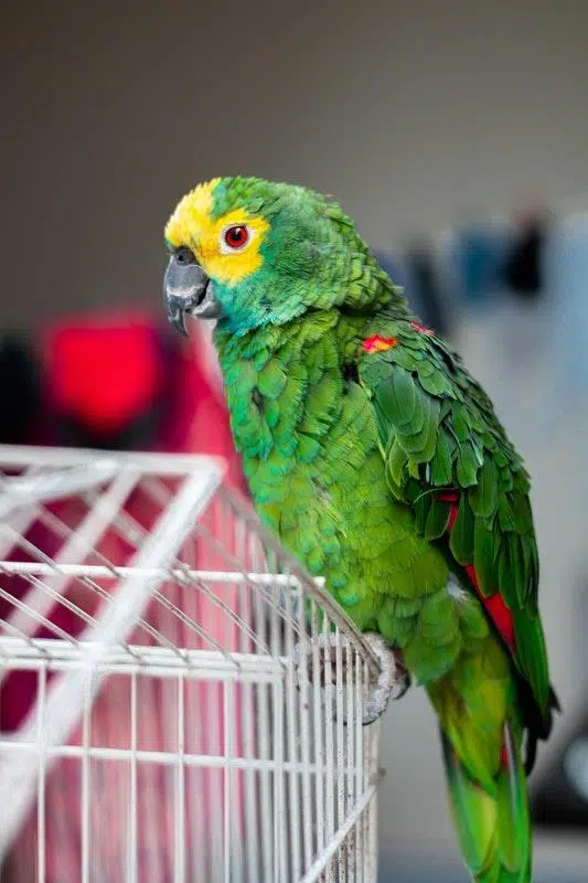 5 Tips To Take Care Of Your Bird&rsquo;s Health