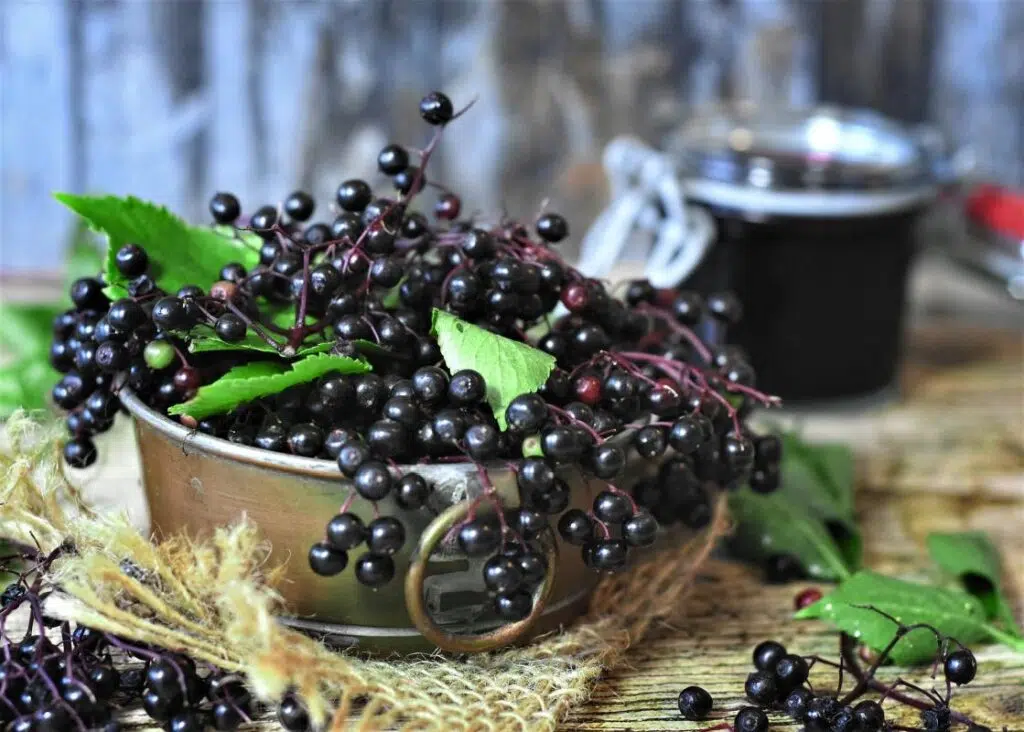 Can You Fight Cold And Flu With Elderberry?