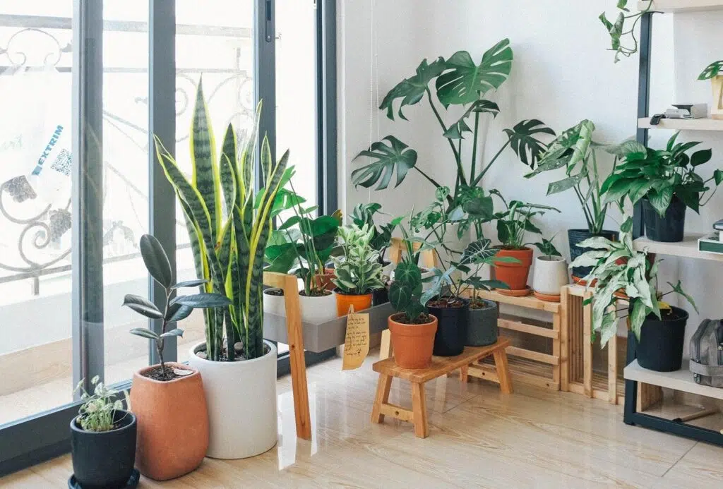 6 Of The Most Beautiful House Plants To Add To Your Collection