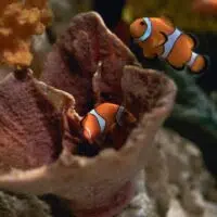 Clownfish: Amazing Facts & Caretaking Tips