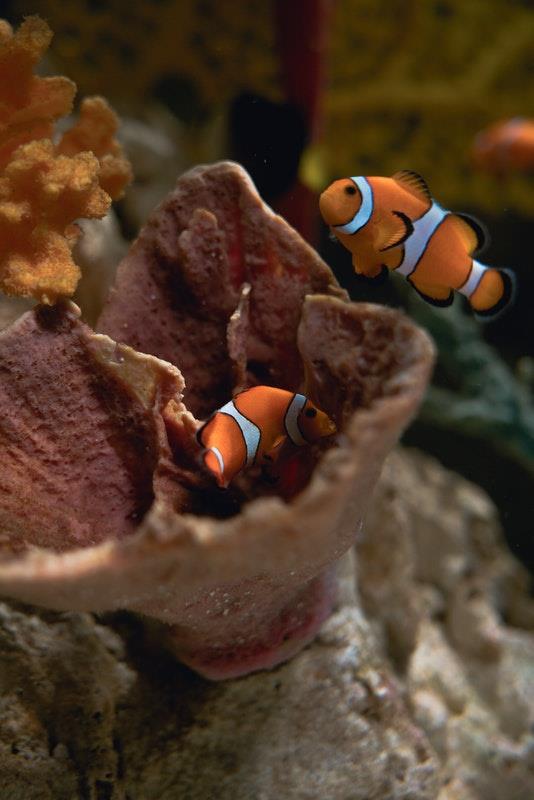 Clownfish: Amazing Facts & Caretaking Tips