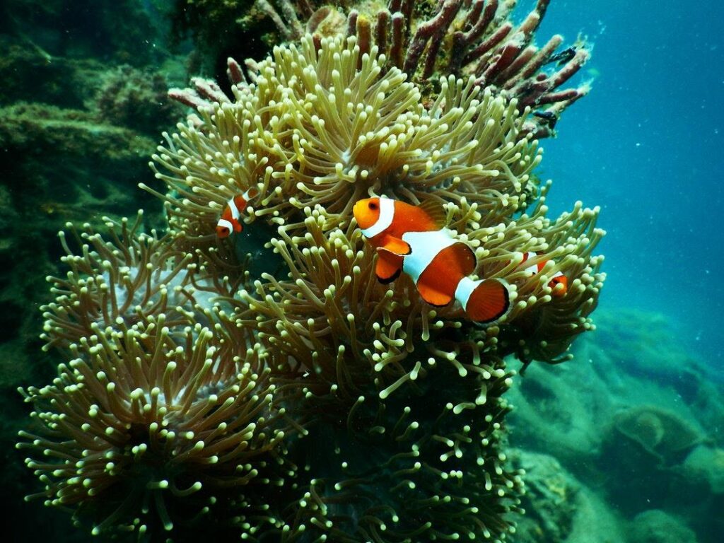 Clownfish: Amazing Facts & Caretaking Tips