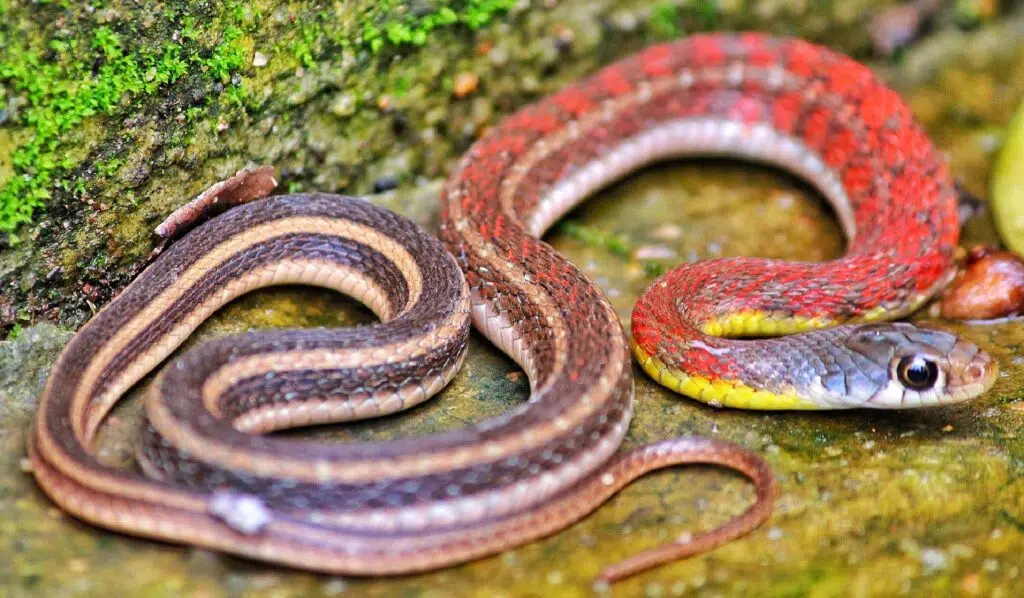 Properly Take Care Of Your Pet Snake With These Useful Tips