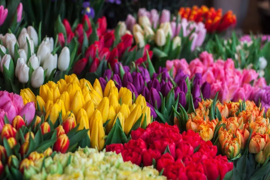 Reasons Why You Should Definitely Buy Yourself Flowers