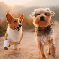 The Best Ways To Share in the Memory of Your Pet