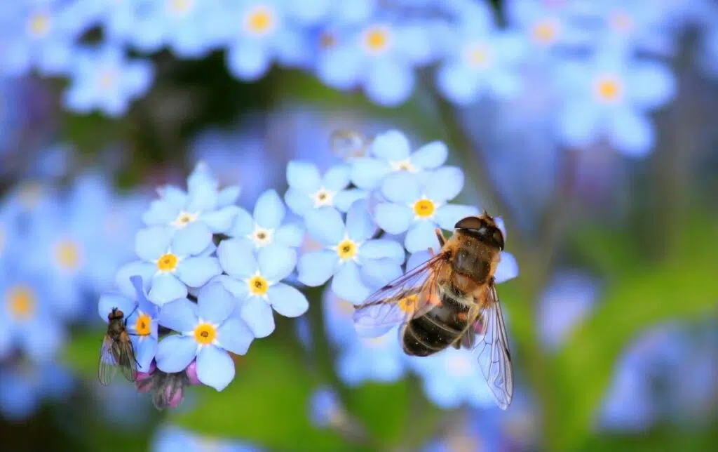 The Main Reasons Why Bees Are Important For Our Ecosystem