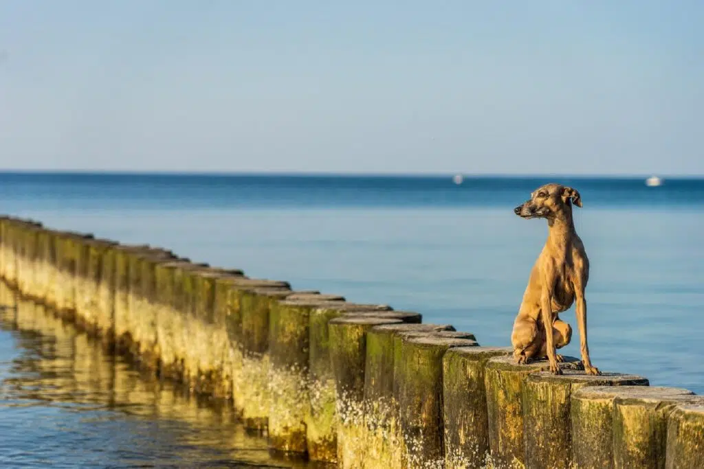 What Dog Breeds Are Suitable For People Who Often Love To Travel?