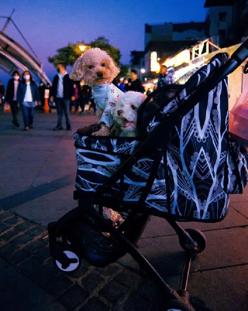 Adorable Designer Pet Stroller For Dogs & Cats