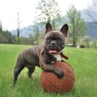 Useful Tips On How To Keep Your French Bulldog Healthy