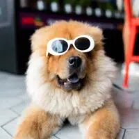 7 Ways To Host A Pet-Friendly Event In Your Community