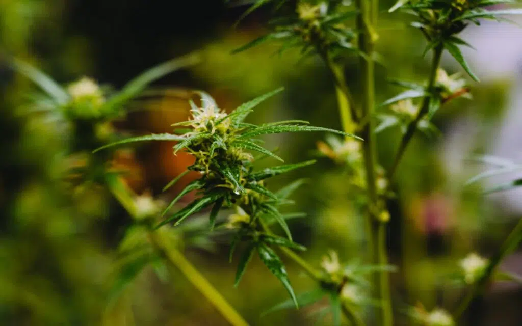 Can You Buy Indica Seeds Online? 