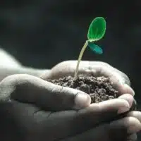 The Only Guide You Need To Learn How To Grow Healthy Plants