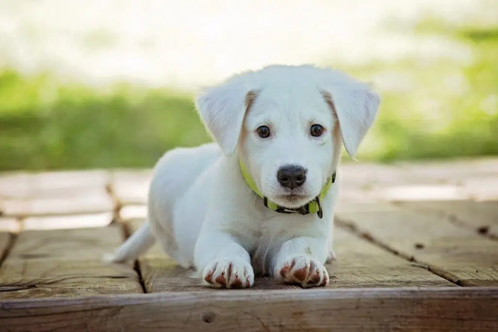 What You Need To Know Before Adopting A Puppy