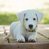 What You Need To Know Before Adopting A Puppy