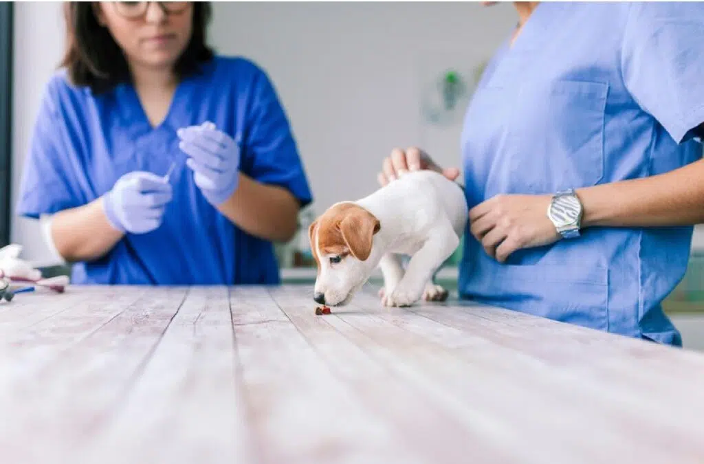 How To Survive The First-Day Jitters As A Vet Tech