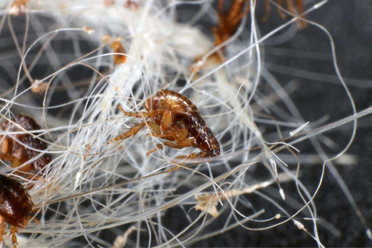 10 Best Ways To Get Rid Of Fleas In Apartment