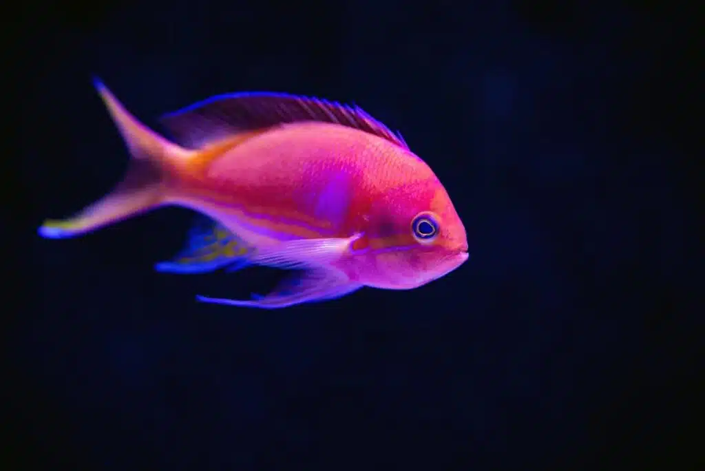 6 Tips To Follow When Buying Your First Pet Fish