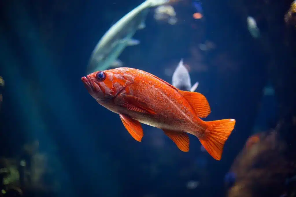 6 Tips To Follow When Buying Your First Pet Fish